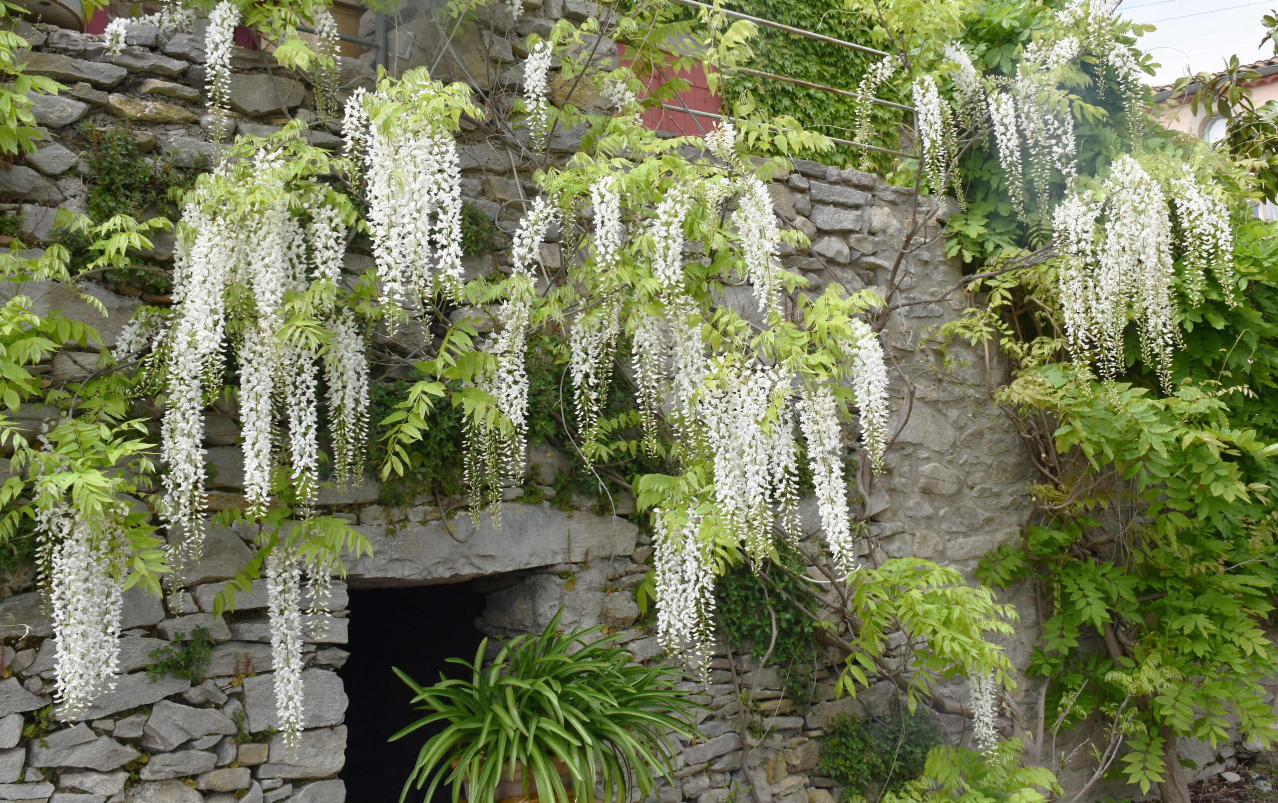 wisteria